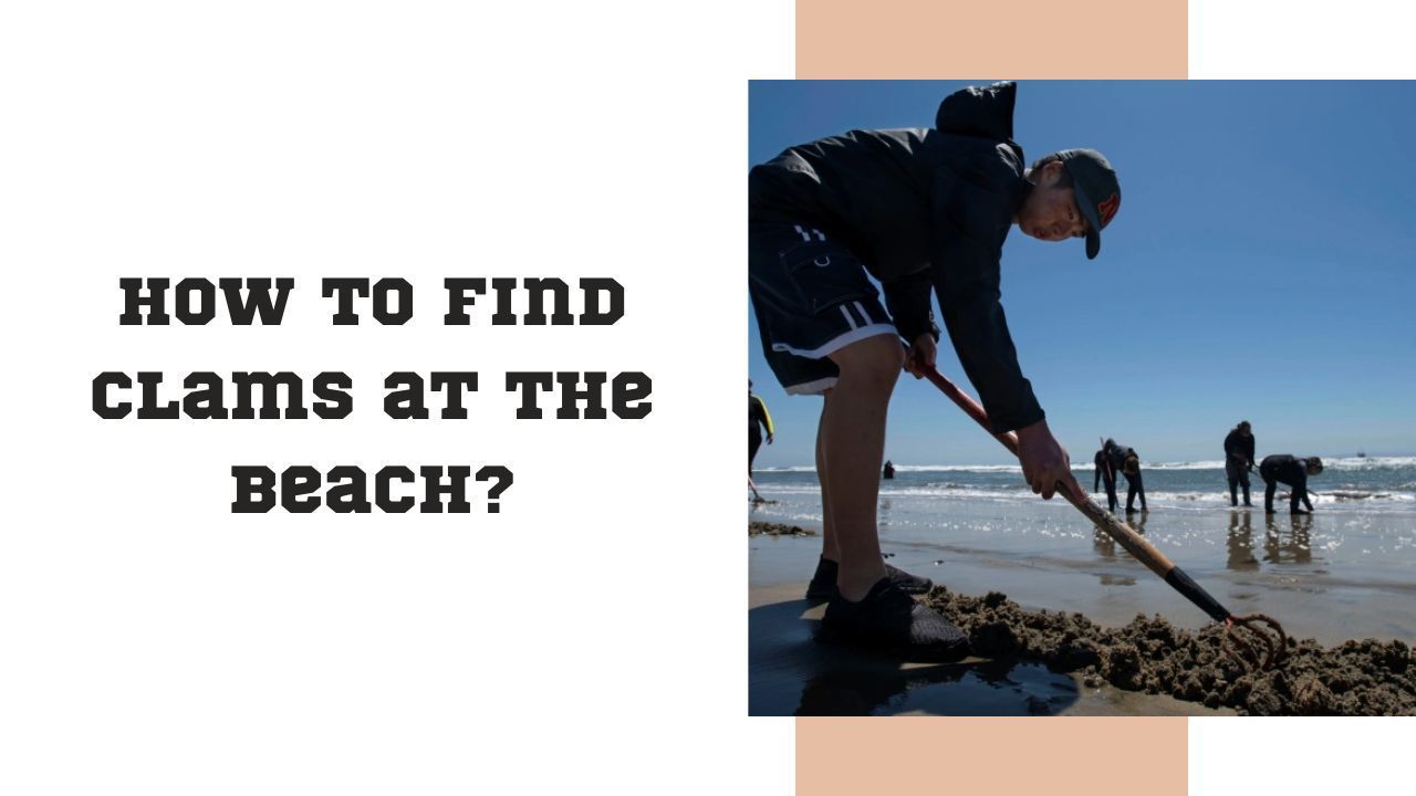 How to Find Clams at the Beach?