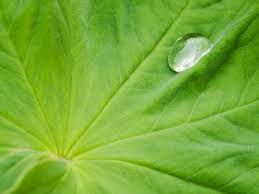 Hydroglycolic Extract Market Size, Key Players Analysis