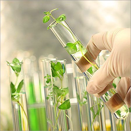 Hydroglycolic Extract Market Trends & Forecast Report to 2028