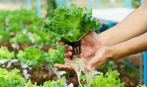 Hydroponics Size, Share, Growth Opportunity Forecast to 2028
