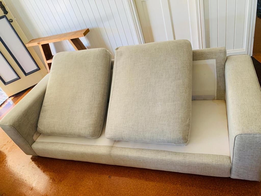 How Pets Transmit Germs on Your Couch?