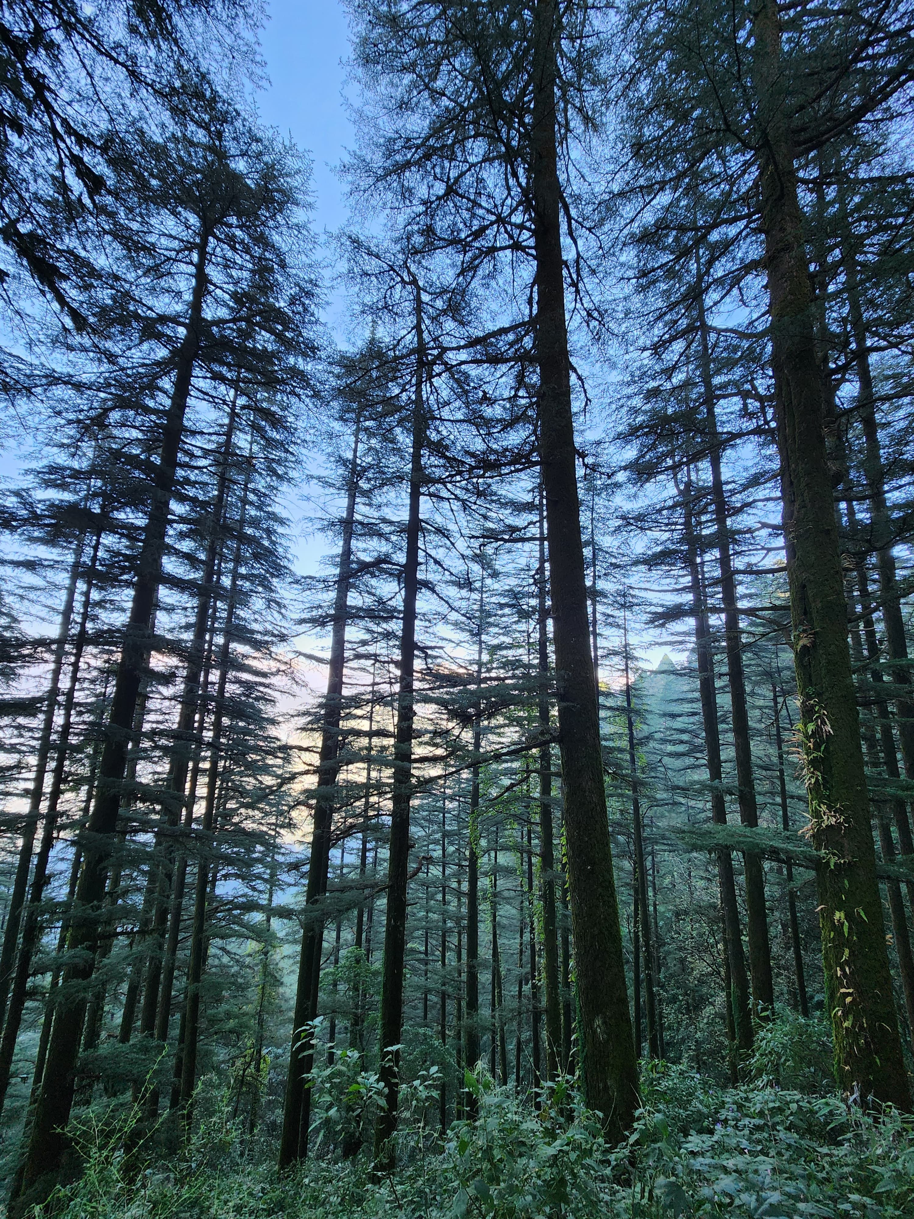 Embracing Wellness: The Journey of Sukoon Mantra and Aashima Kathpalia