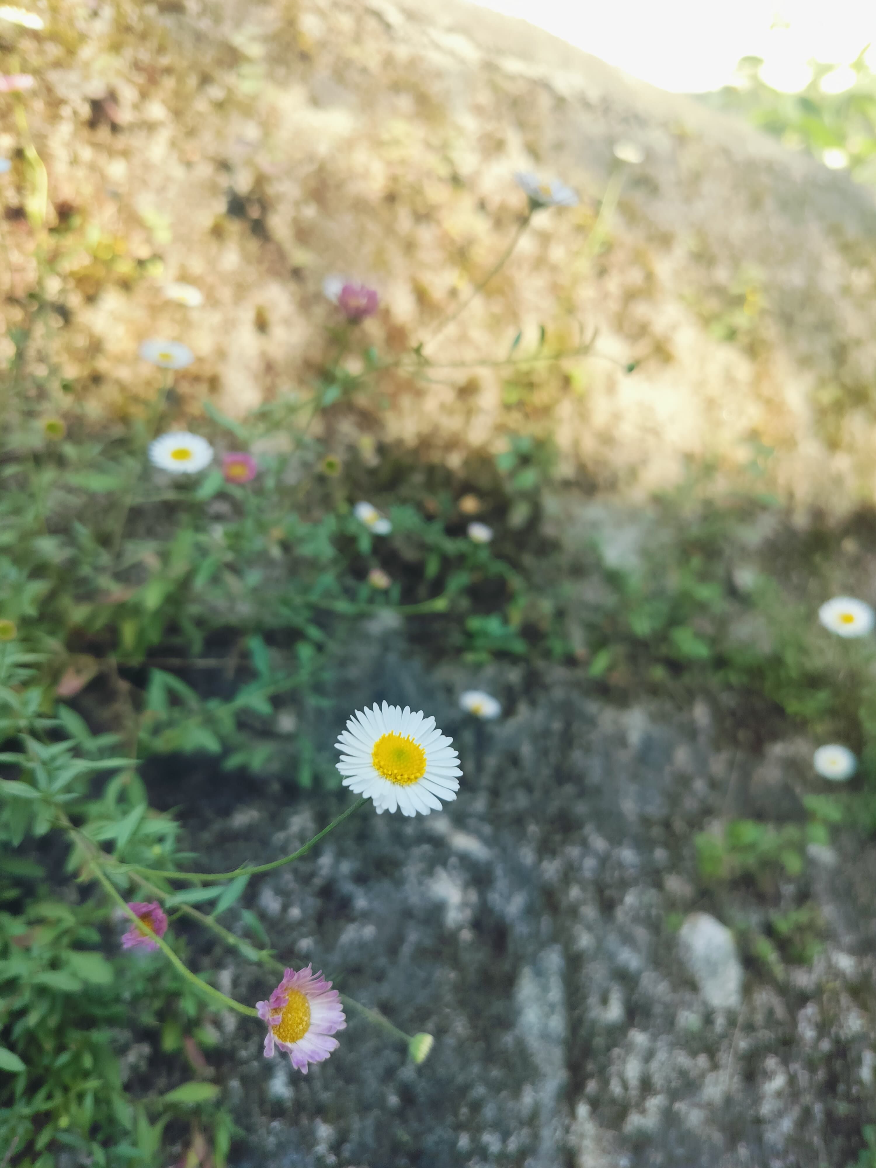 Discovering Healing and Growth with Sukoon Mantra: The Journey of Aashima Kathpalia