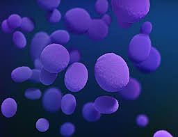 India Anti-Fungal Drugs Market Size, Growth, Trends, Report 2027
