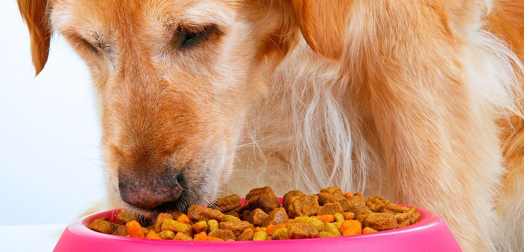 India Dog Food Market 2022-2027 | Size, Trends, Growth & Forecast