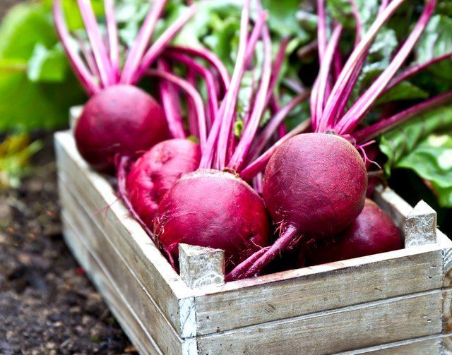 Is It Possible to Live a Longer Life by Eating Beetroot?