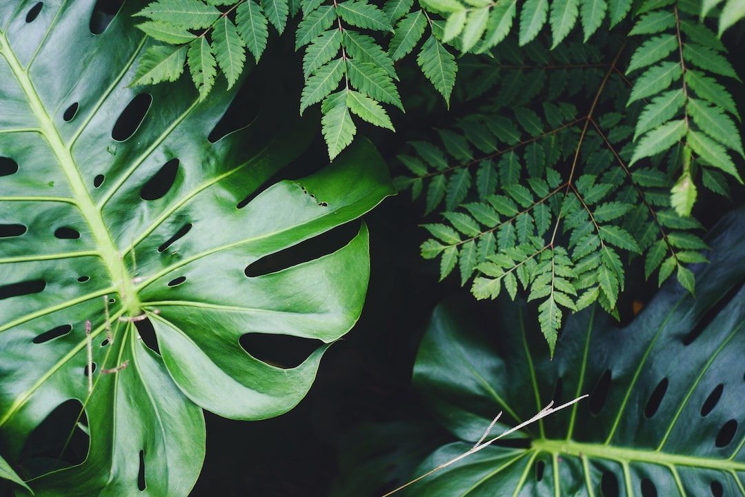 United Kingdom Plant Growth Regulators Market : Analysis, Share
