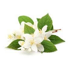 Jasmine Extract Market | Growth & Trends | Industry Report, 2028