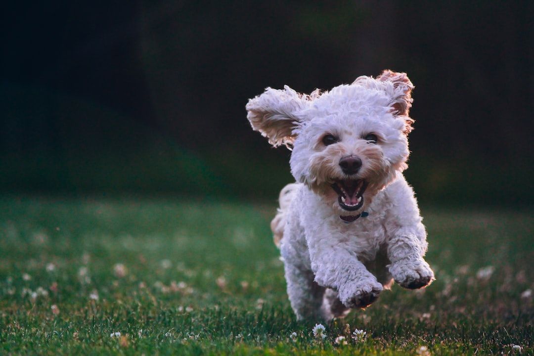 Essential Dog Accessories Every Pet Owner Should Have