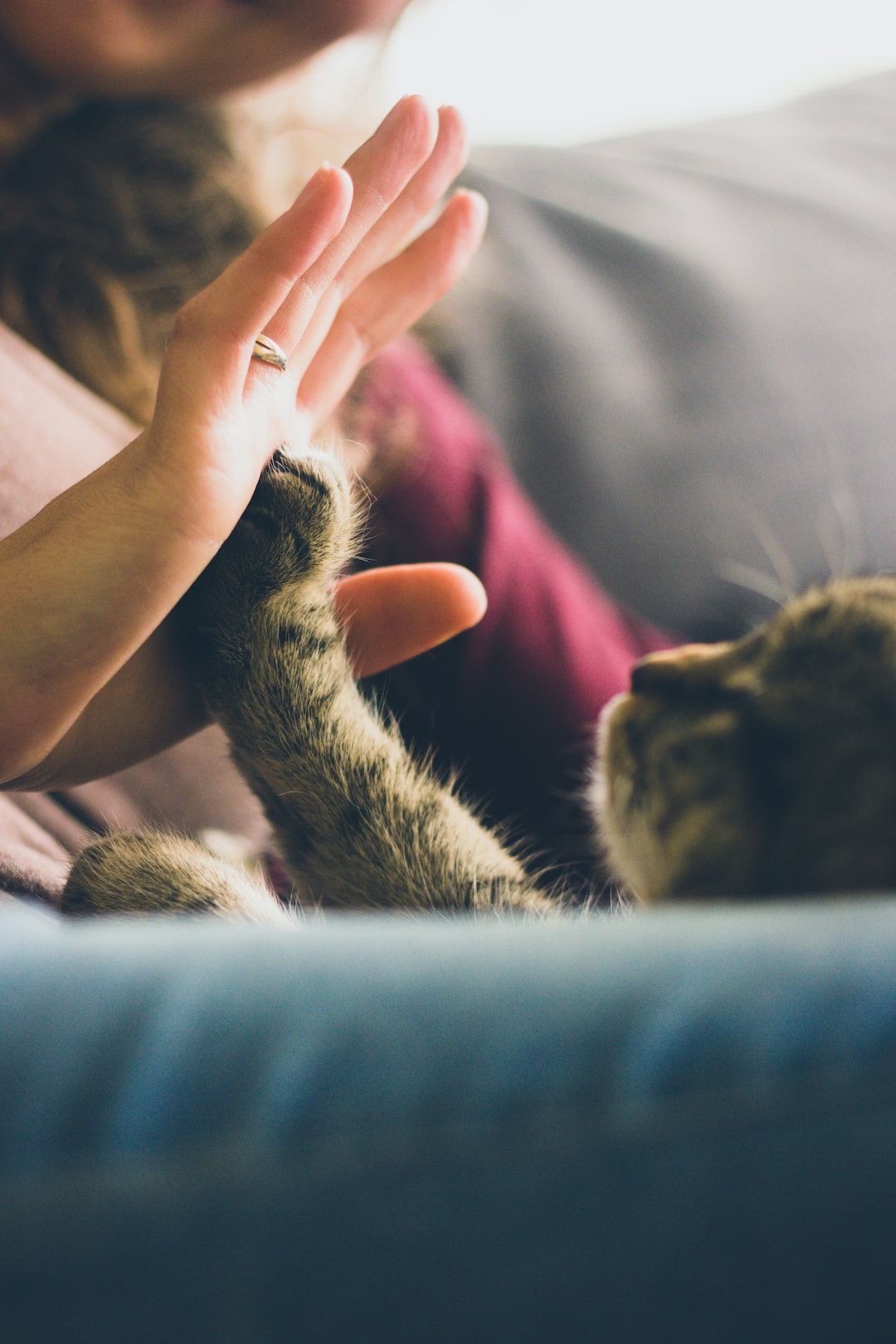 7 Pro Tips to Make Your Pets Take Their Pet Prescriptions