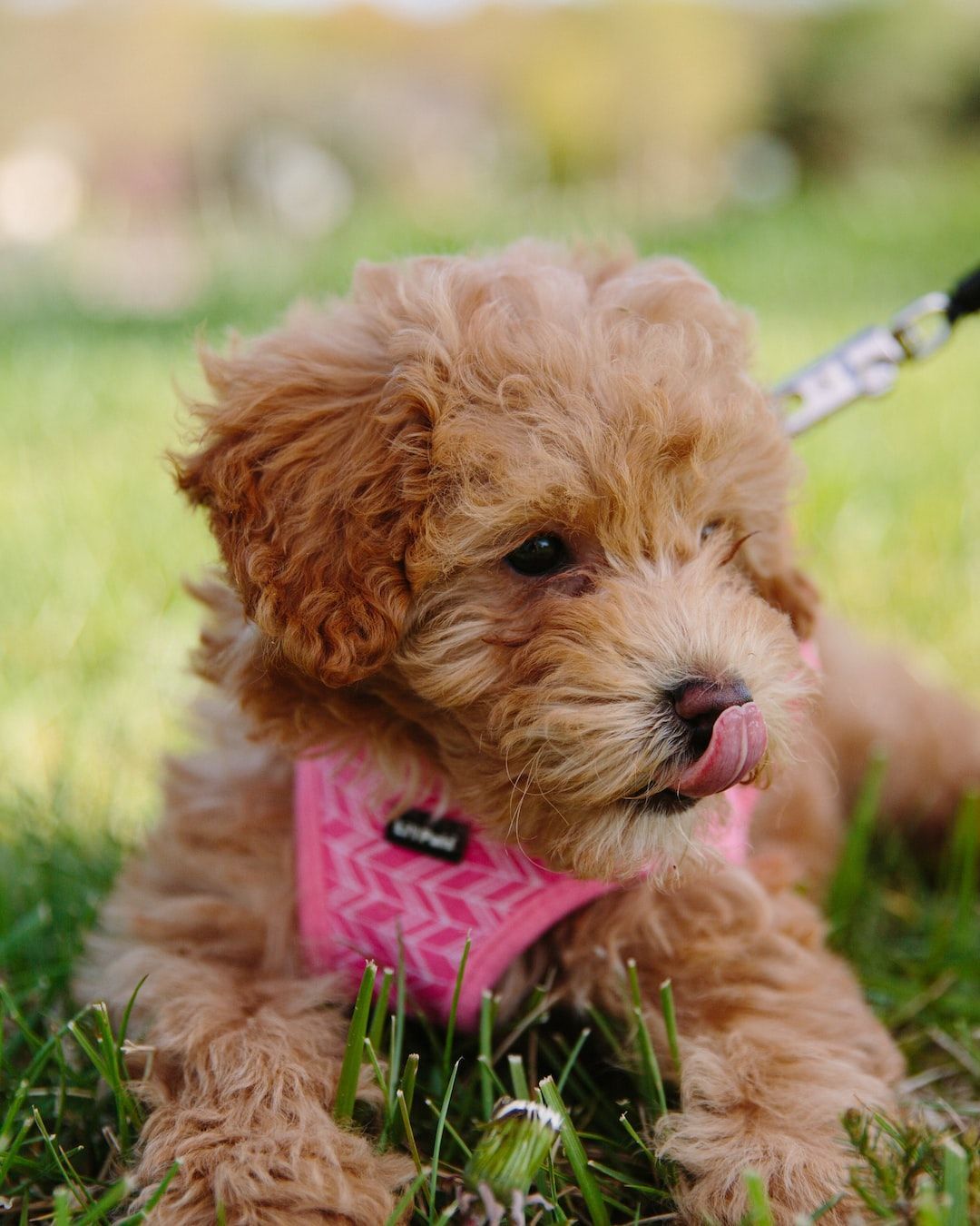 Maltipoo Puppies in Gurgaon: The Perfect Furry Companions