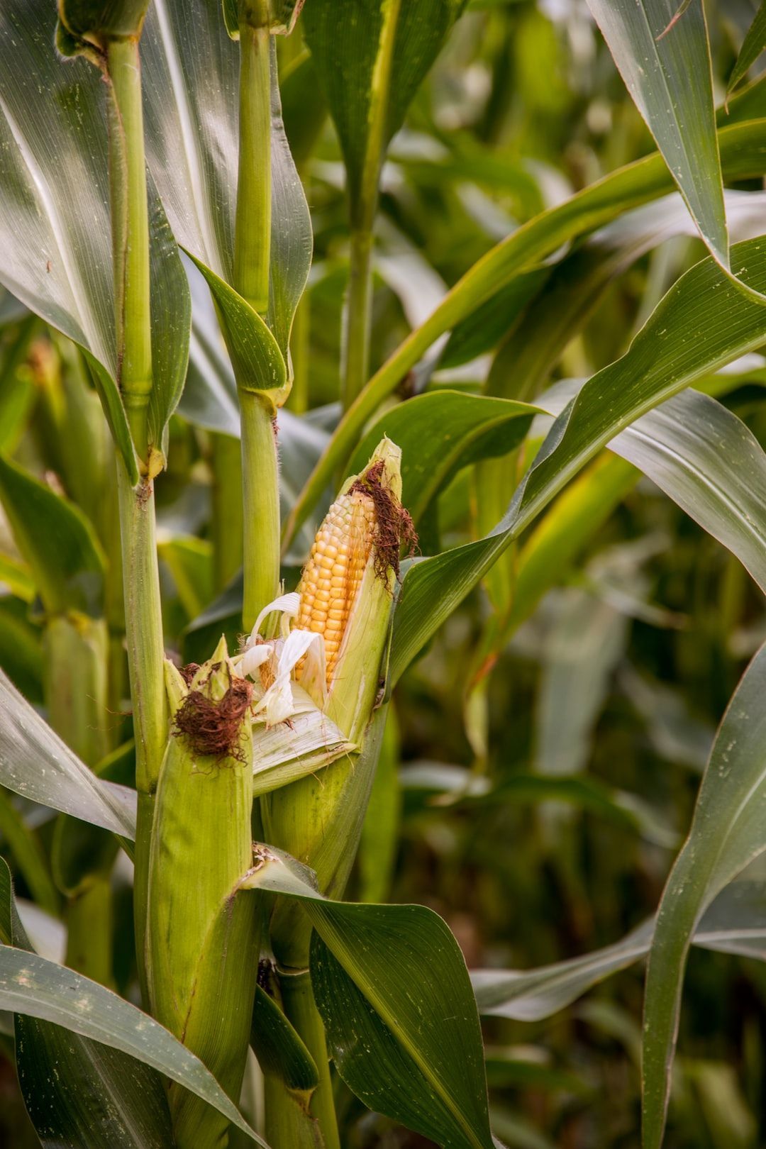 Corn Silk Tea: Nature's Secret for Health and Flavor