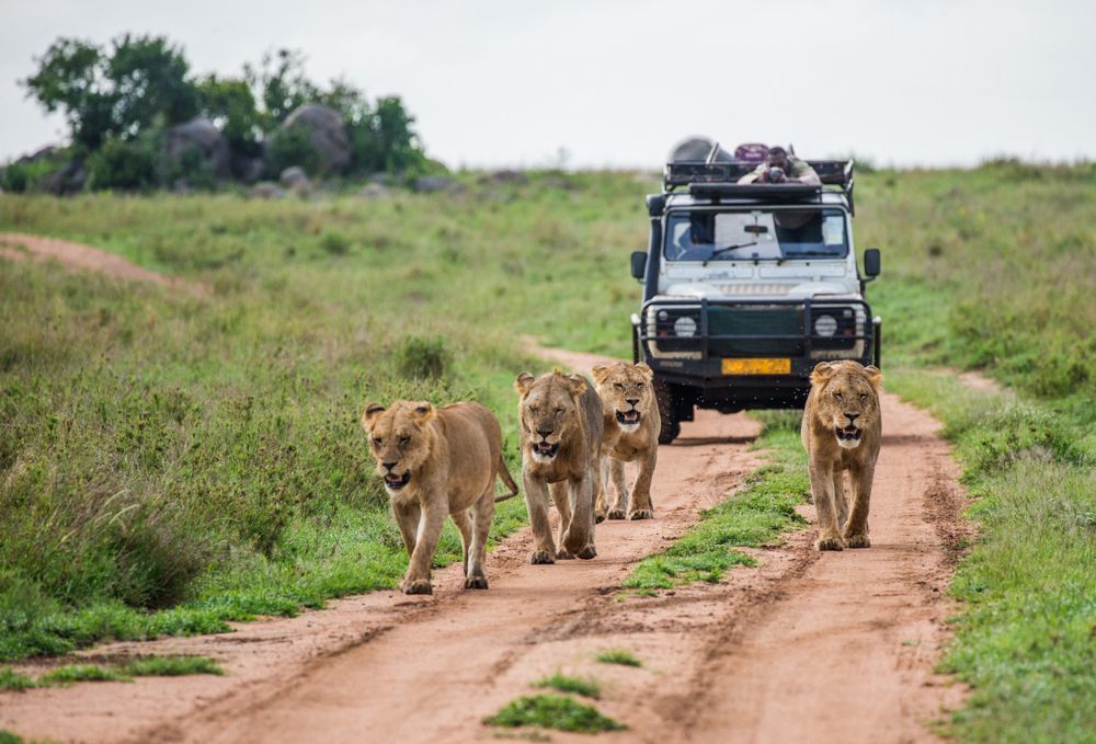 Discover Kenya: A Tapestry of Wonders Waiting to Be Explored