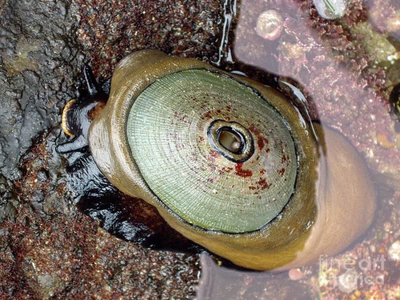 Keyhole Limpet Hemocyanin Market Size & Dynamics Report to 2028
