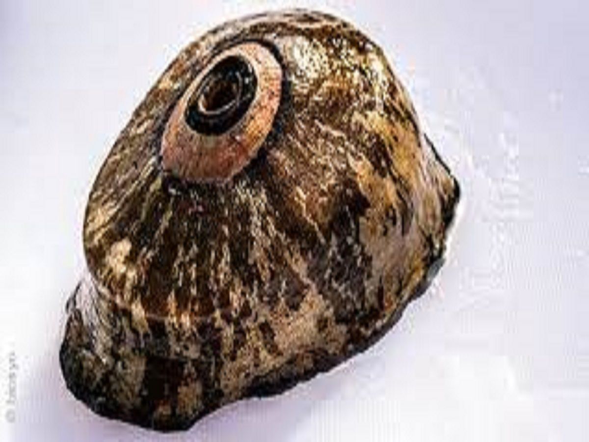 Keyhole Limpet Hemocyanin Market Report & Forecast to 2028
