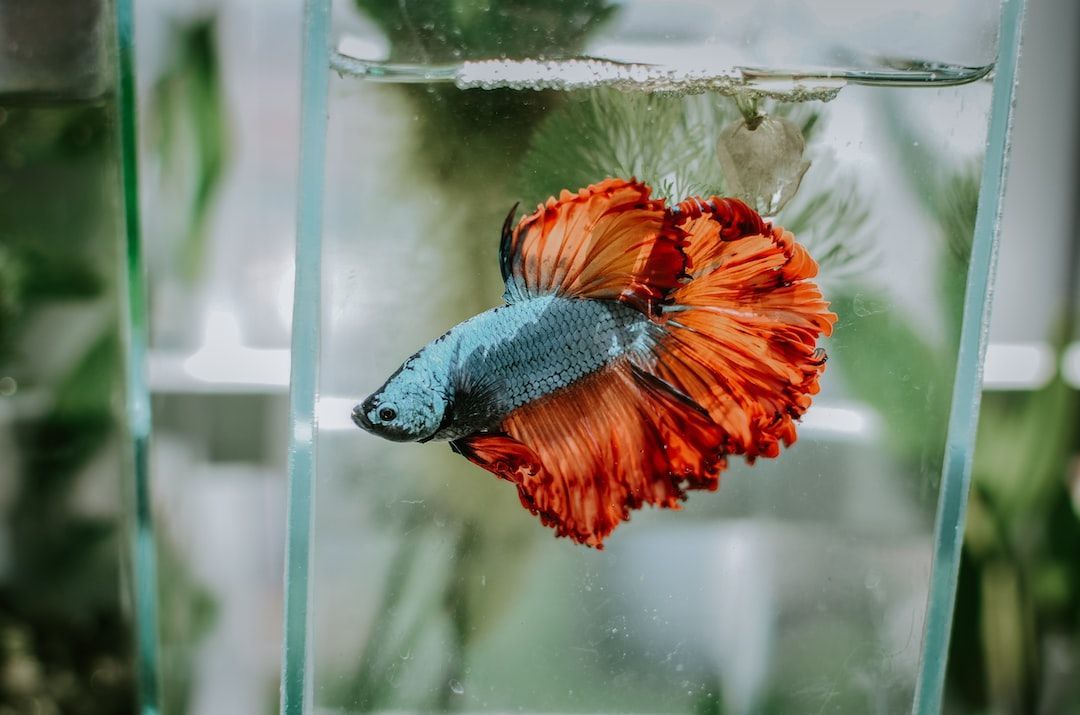 Can Betta Fish Eat Tropical Flakes? a Guide to Feeding Your Betta