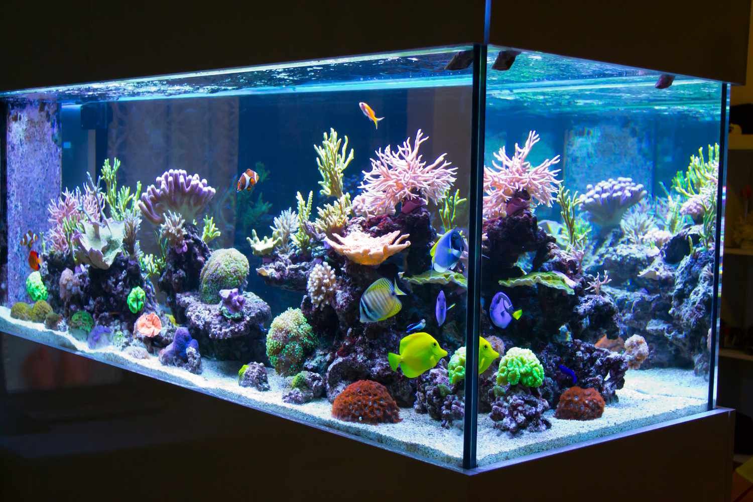 Led Aquarium Lighting Market Growth Analysis Report to 2028
