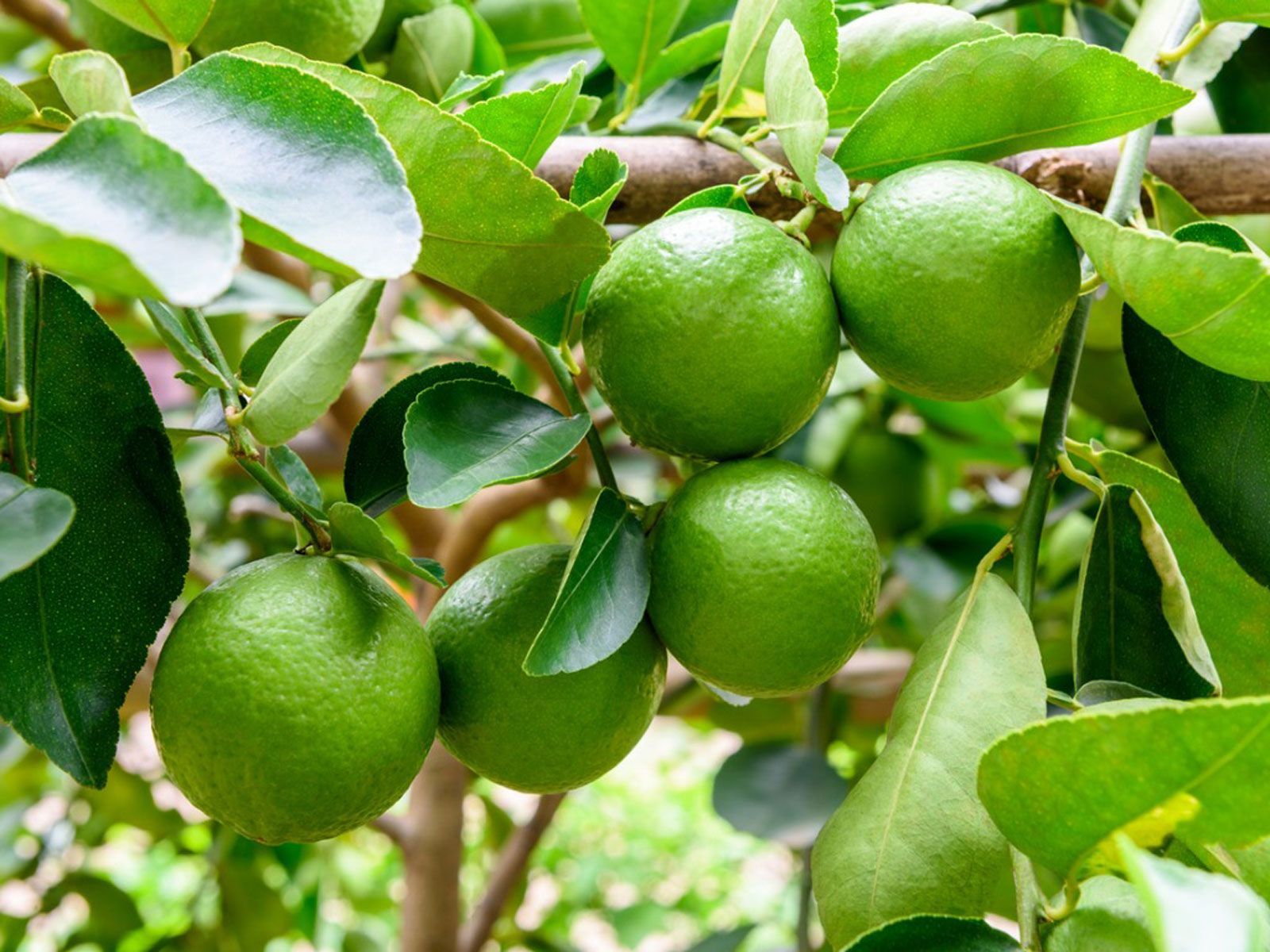 Sudachi Market 2022 - Top Key Players Analysis Report Till 2028
