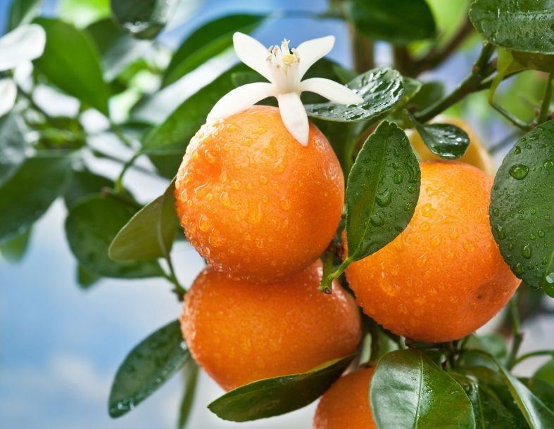 Limonin Market Insight | Outlook | Growth Analysis Report 2028