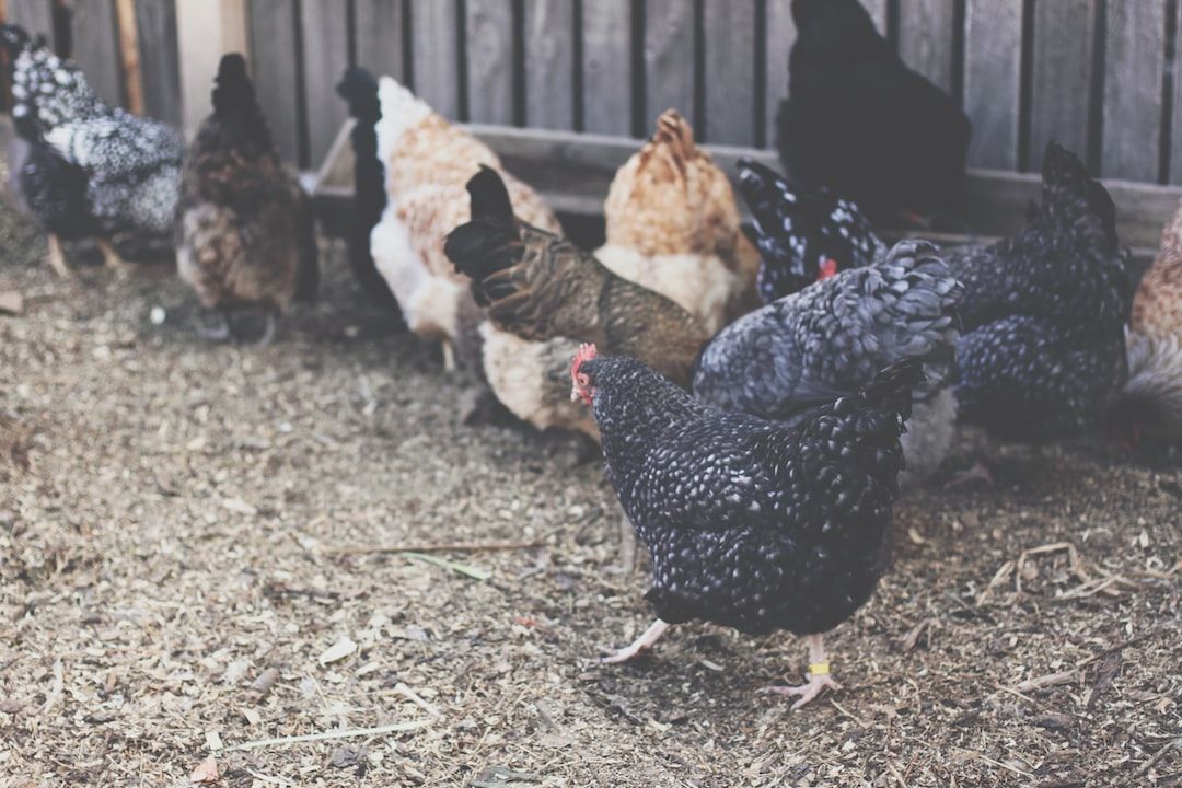 Saudi Arabia Poultry Market Analysis, Share, Trends, Demand, Size