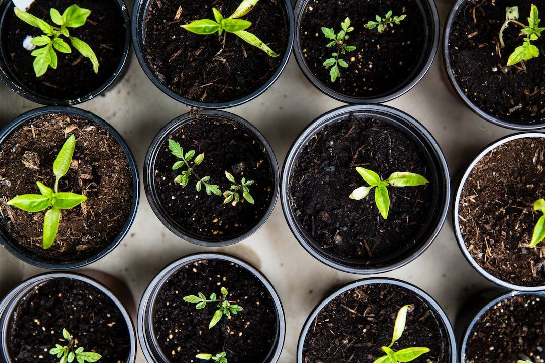 Global Seed Processing Market Set to Surpass Billions By2025
