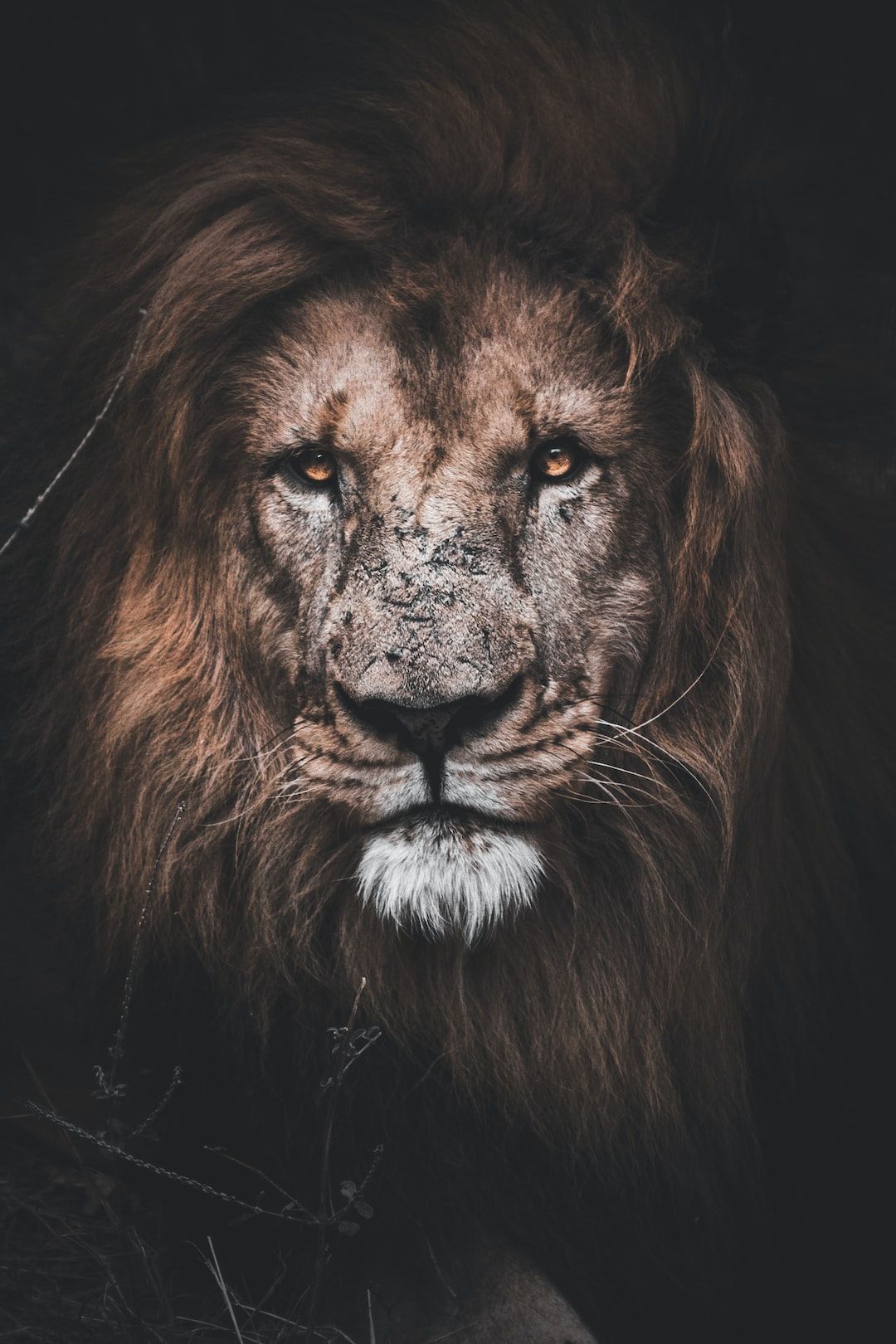 The Lion and the Mouse 2.0 

(What Happens After the Lion Is Free