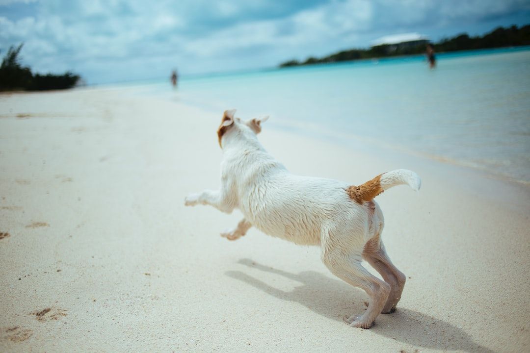 Best 5 Dog Friendly Beaches in Florida