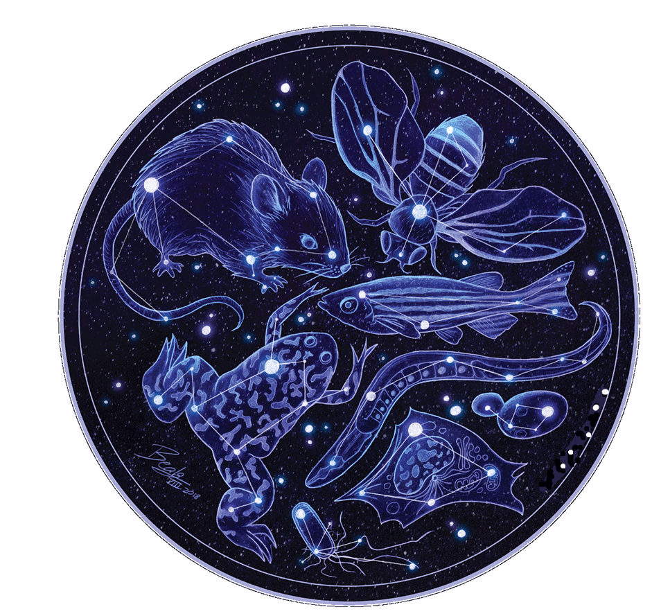 Model Organism Market 2022 - Top Key Players Analysis Report 