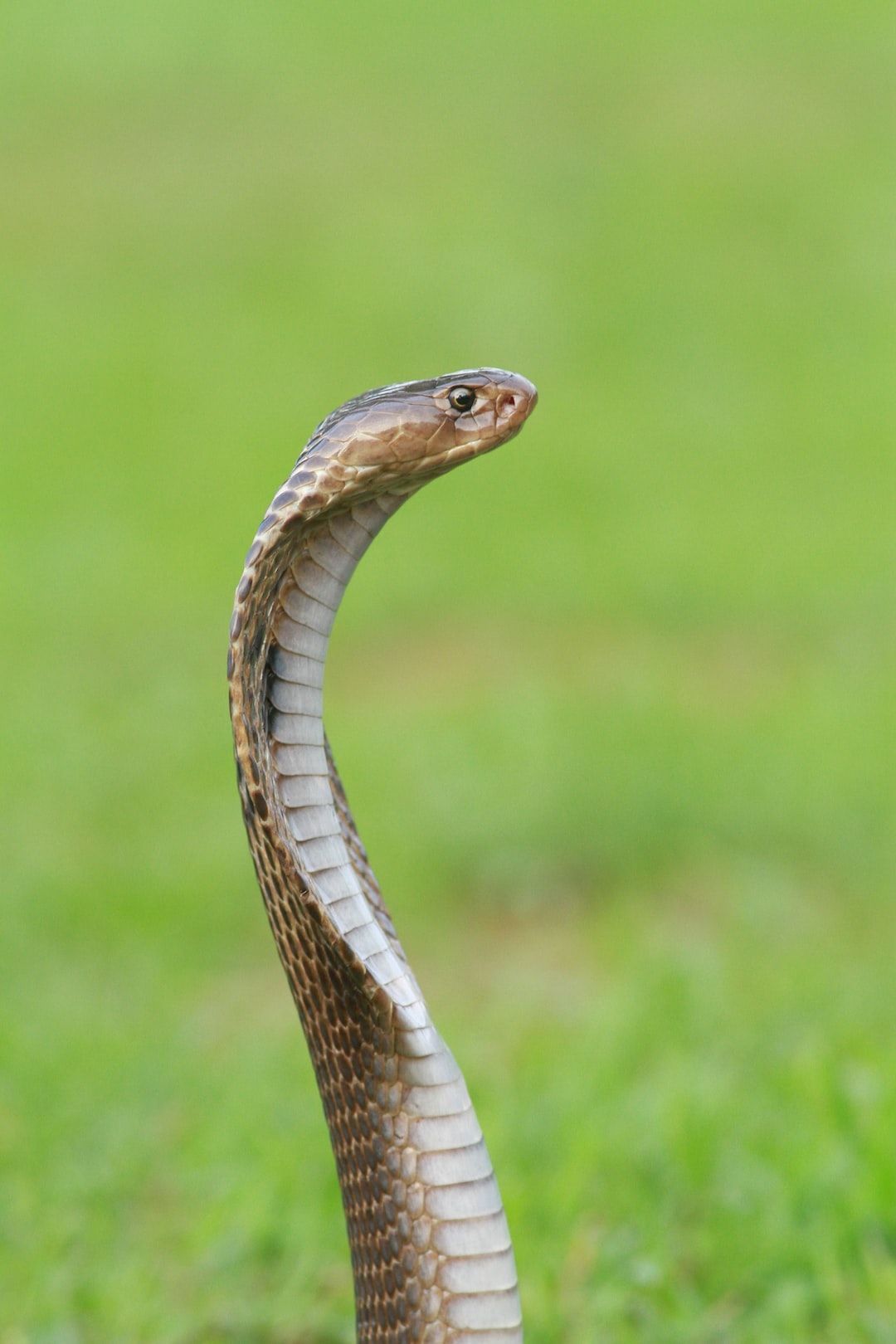 How Do Snakes Swallow Their Prey Whole