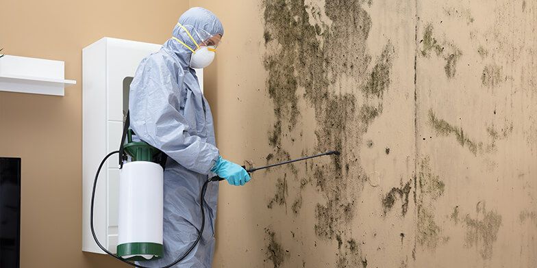 Mold Removal in Nashville, TN That Actually Works
