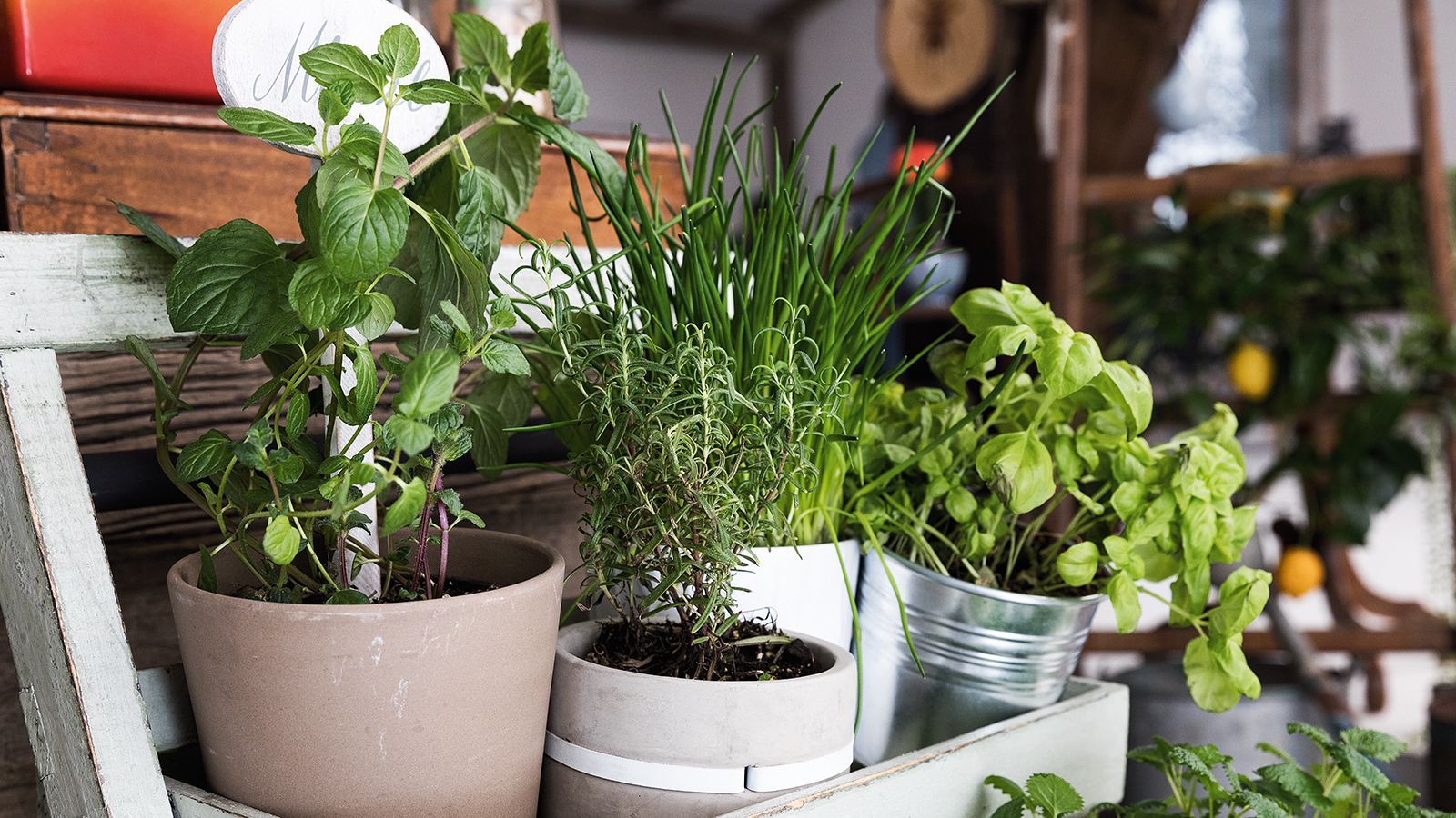 Cultivate Fresh Flavors: Grow Your Own Organic Herbs