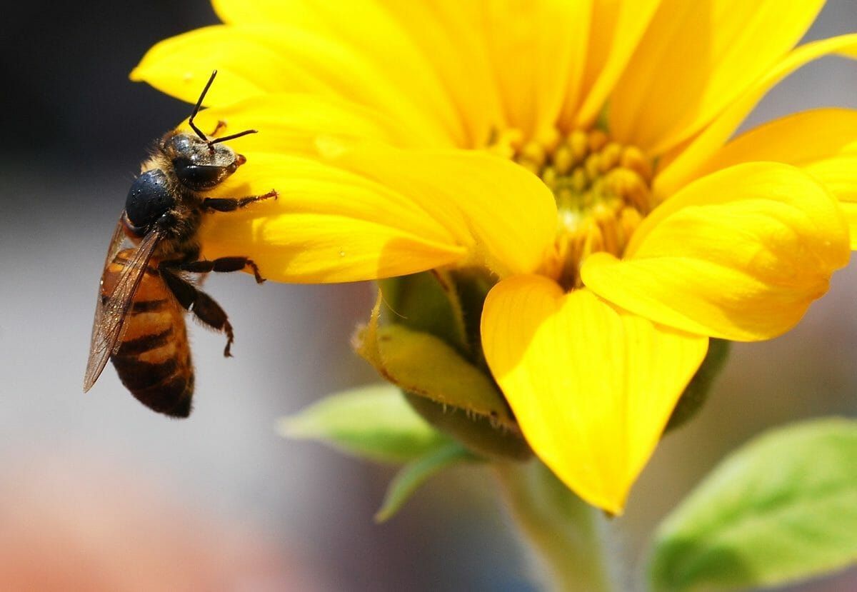 Neonicotinoid Pesticides Market Overview Survey 2022 to 2028	