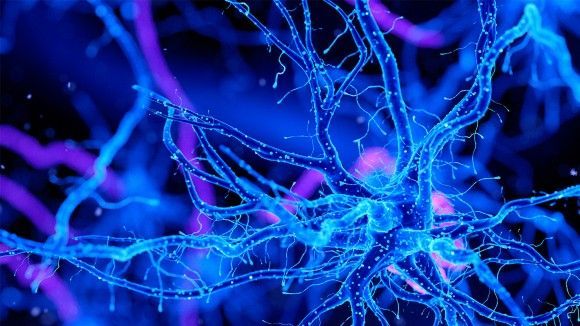 Neuroscience Market Size, In-Depth Analysis Report to 2028
