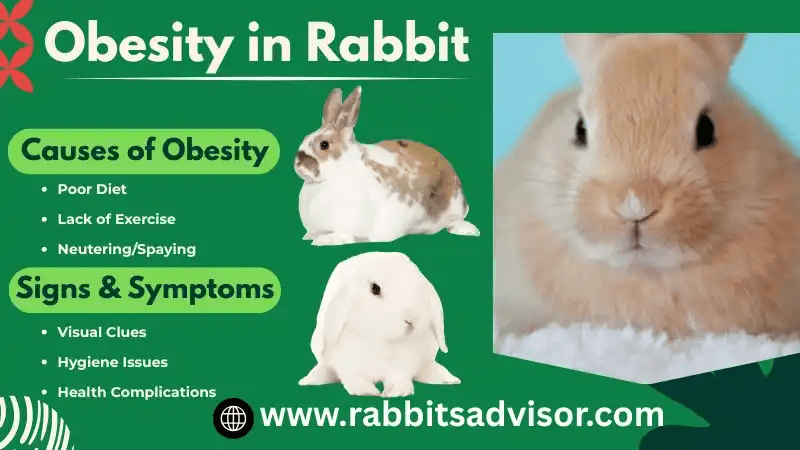 Why Rabbits Become Obese and How to Prevent It