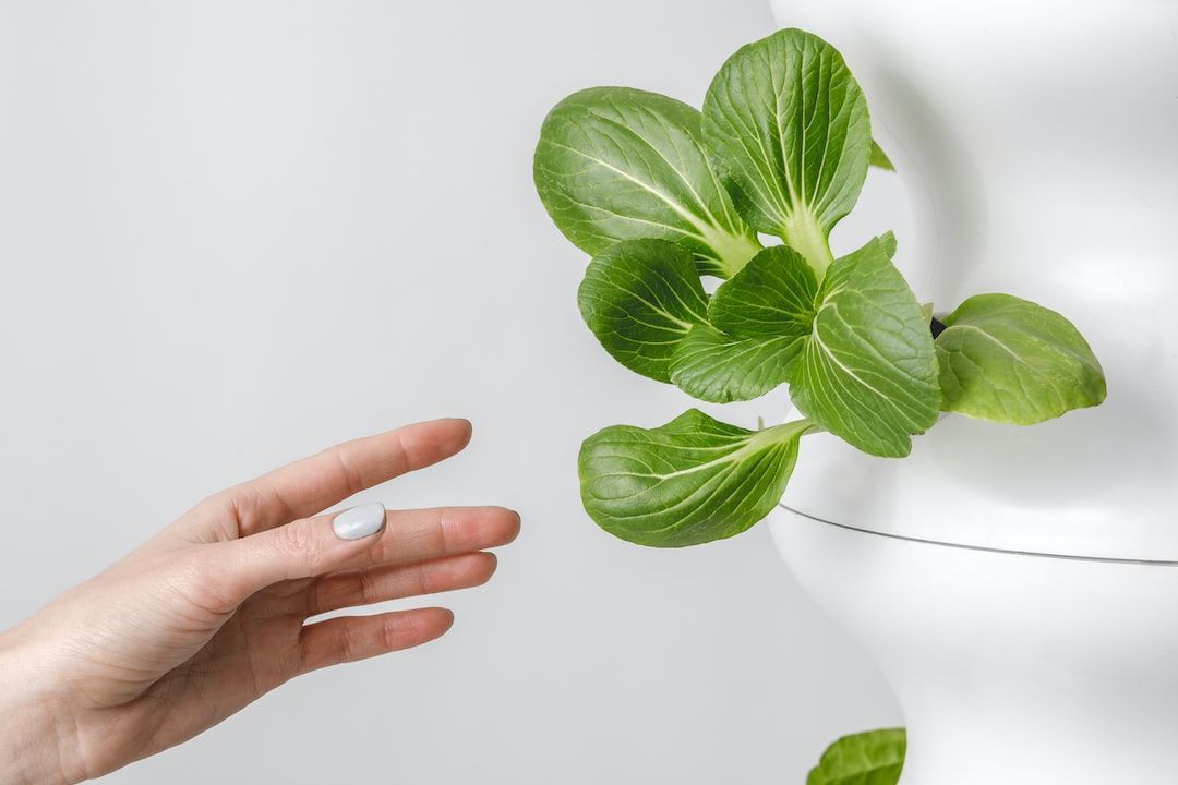 Vietnam Hydroponics Market : Predicted Rapid Growth With Trends
