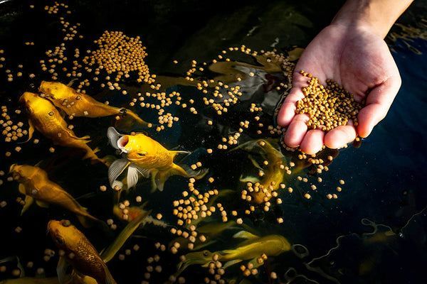 Ornamental Fish Feed Market Is Booming Worldwide Growth