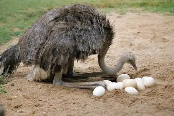 Ostrich Eggs: Packed With Protein and Nutritional Brilliance
