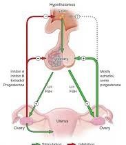 Boost Fertility: Tackle Hypogonadism & Testosterone Deficiency