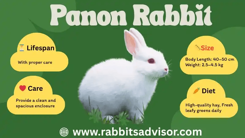Panon Rabbit Diet Plan and Daily Care Needs