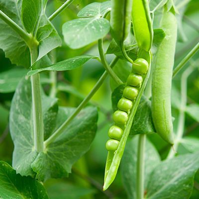 Pea Processed Ingredients Market Size, Share, Forecast to 2028