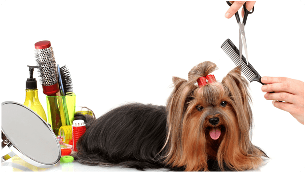 Pet Grooming Services Market Key Players and Industry Analysis