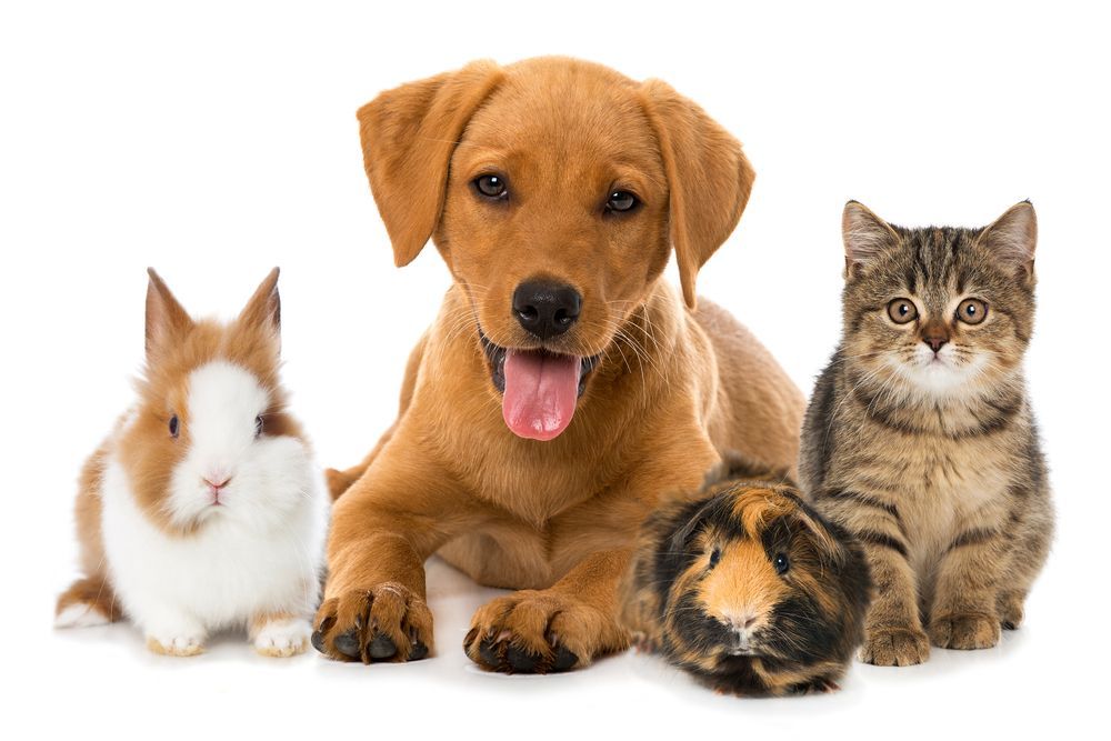 Pet Insurance Market Size, Share, Future Scope & Forecast 2022-27