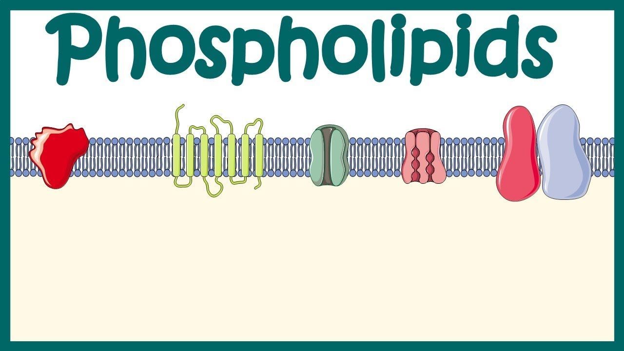 Phospholipid Market Key Players & Latest Trades Report to 2028