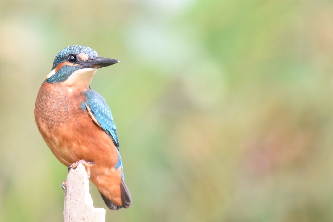 The Best Verrekijker for Bird Watching - a Comprehensive Guide