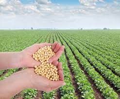 Plant Sterol Esters Market Size, Share, Global Forecast to 2028
