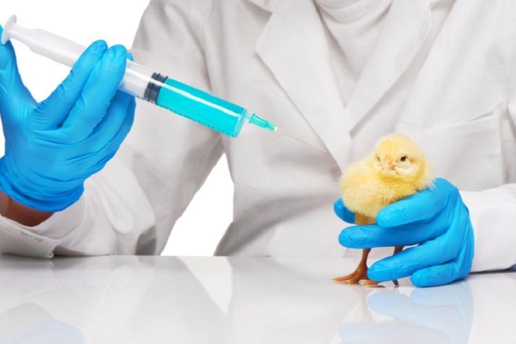 Poultry Diagnostics Market Size, Share, Growth & Forecast 2022-27