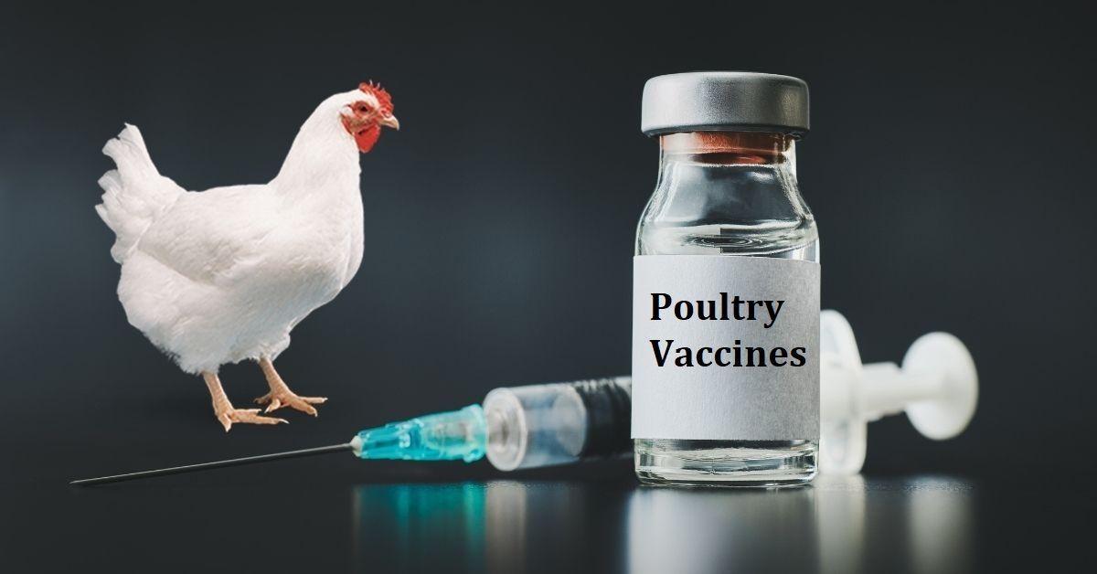 Poultry Vaccines Market In-Depth Analysis Report and  Forecast 