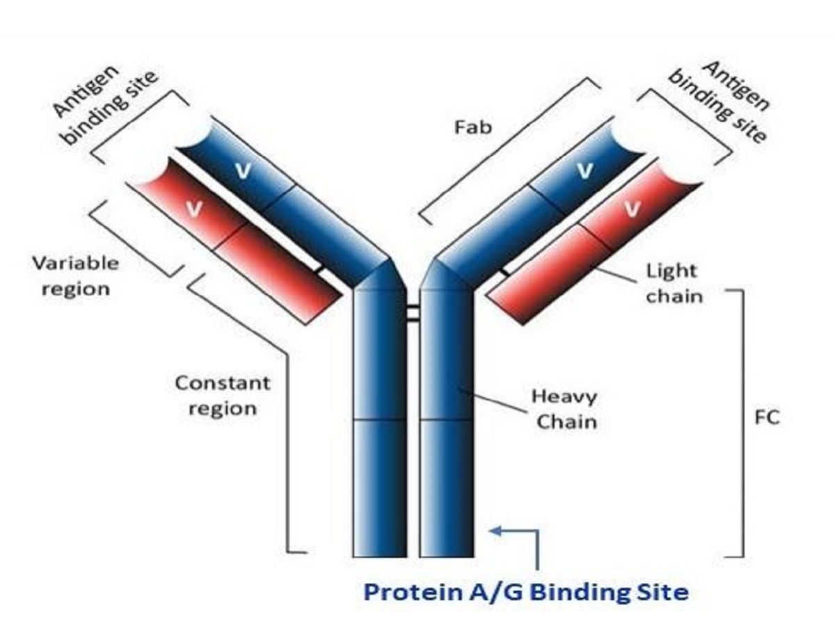 Protein a Resin Market Industry Forecast Report, 2028