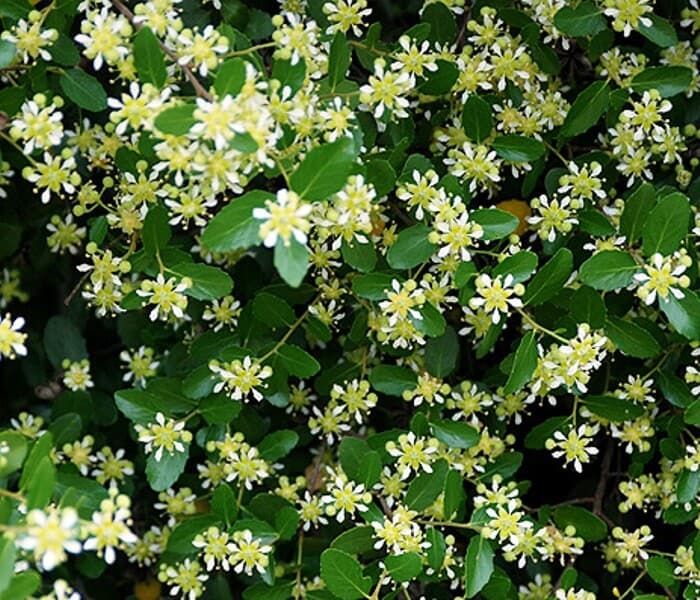 Quillaia Extract Market Key Players & Forecast Report to 2028