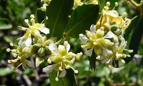 Quillaja Extract Market Size, Status, Analysis Report 2022-2028
